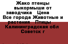 Жако птенцы выкормыши от заводчика › Цена ­ 1 - Все города Животные и растения » Птицы   . Калининградская обл.,Советск г.